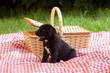 Puppy Next to Basket