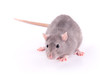 Photo: Rat isolated Rat isolated