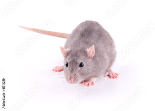 Photo: Rat isolated Rat isolated
