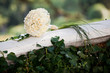 Wedding bouquet