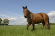 Pferd auf seiner Koppel