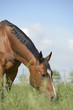 grasendes Pferd