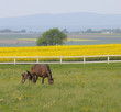 Stute mit Fohlen vor Rapsfeld