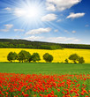 spring landscape with red poppy field in the Czech Republic