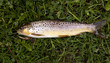 brown trout