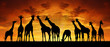 herd of giraffes in the sunset