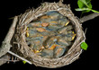 Nest of thrush 11