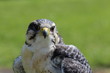 Falcon