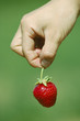 Fresh picked strawberry