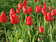 Red tulips growing in Lithuanian green field