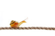 schnecke auf seil
