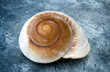 Conchiglia marina