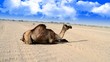 Camel and her son sitting on the road with Wide-angle Camel and her son sitting on the road with Wide-angle