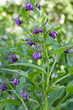 Beinwell (Symphytum officinale L.) im Freland