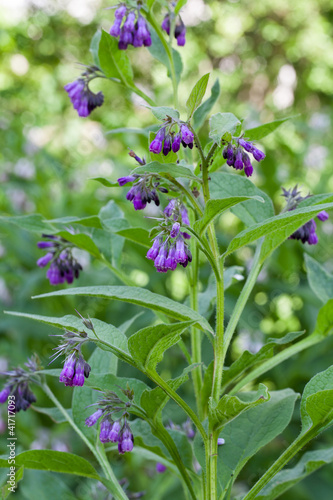 Photo: Beinwell (Symphytum officinale L.) im Freland Beinwell (Symphytum officinale L.) im Freland