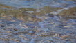 Wave near the coast close up