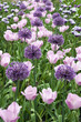 union flower