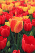 Red beautiful tulips field