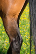 Horse leg