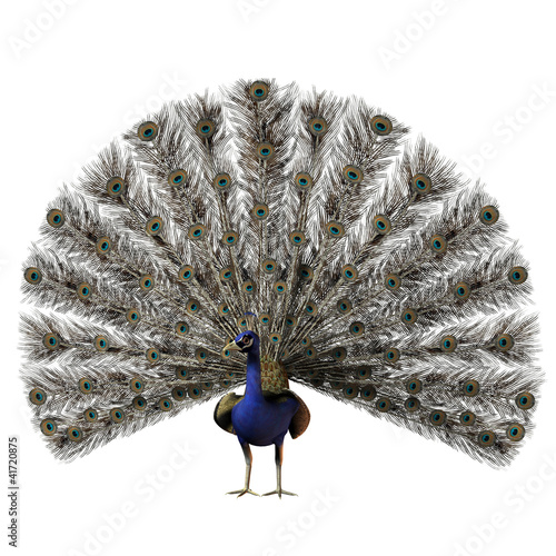 Illustration: Peacock Peacock
