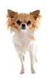 chihuahua poil long
