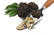freshly harvested truffles