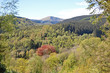 forests of wales