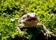 Bartagame im grünen mit offenen Maul