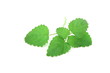 Melissa Officinalis - Lemon Balm Melissa Officinalis - Lemon Balm