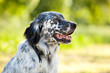 english setter