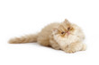 Persian kitten in studio Persian kitten in studio
