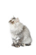 Persian kitten in studio Persian kitten in studio