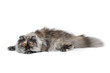 Persian exotic cat Persian exotic cat