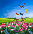 Field of colorful flowers and a butterfly group