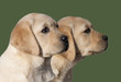 Labrador Retriever puppies