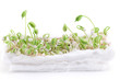 Photo: Plant cultivation on cotton for school project isolated Plant cultivation on cotton for school project isolated
