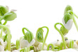 Photo: Bean Experiment Bean Experiment