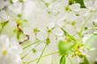 Tree branch with buds and flowers. Closeup Tree branch with buds and flowers. Closeup