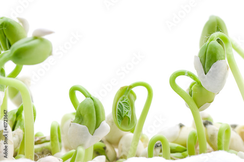 Photo: Bean Experiment Bean Experiment