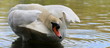 Schwan-10888b1