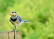 Blue Jay