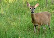 Whitetail Deer Doe