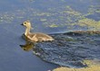 Canada Goose Gosling