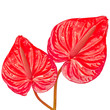 two red leaves