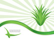 special green background with aloe vera design