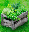 Rustic crate with fresh herbs
