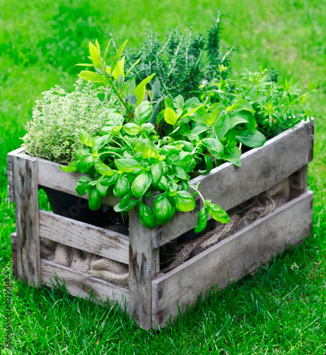 Photo: Rustic crate with fresh herbs Rustic crate with fresh herbs