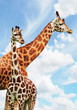 Photo: giraffes giraffes