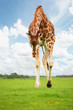 Photo: giraffe giraffe