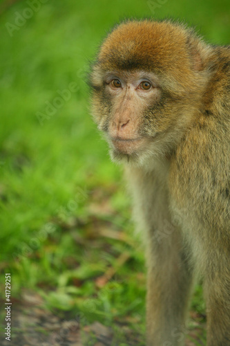 Photo: monkey monkey